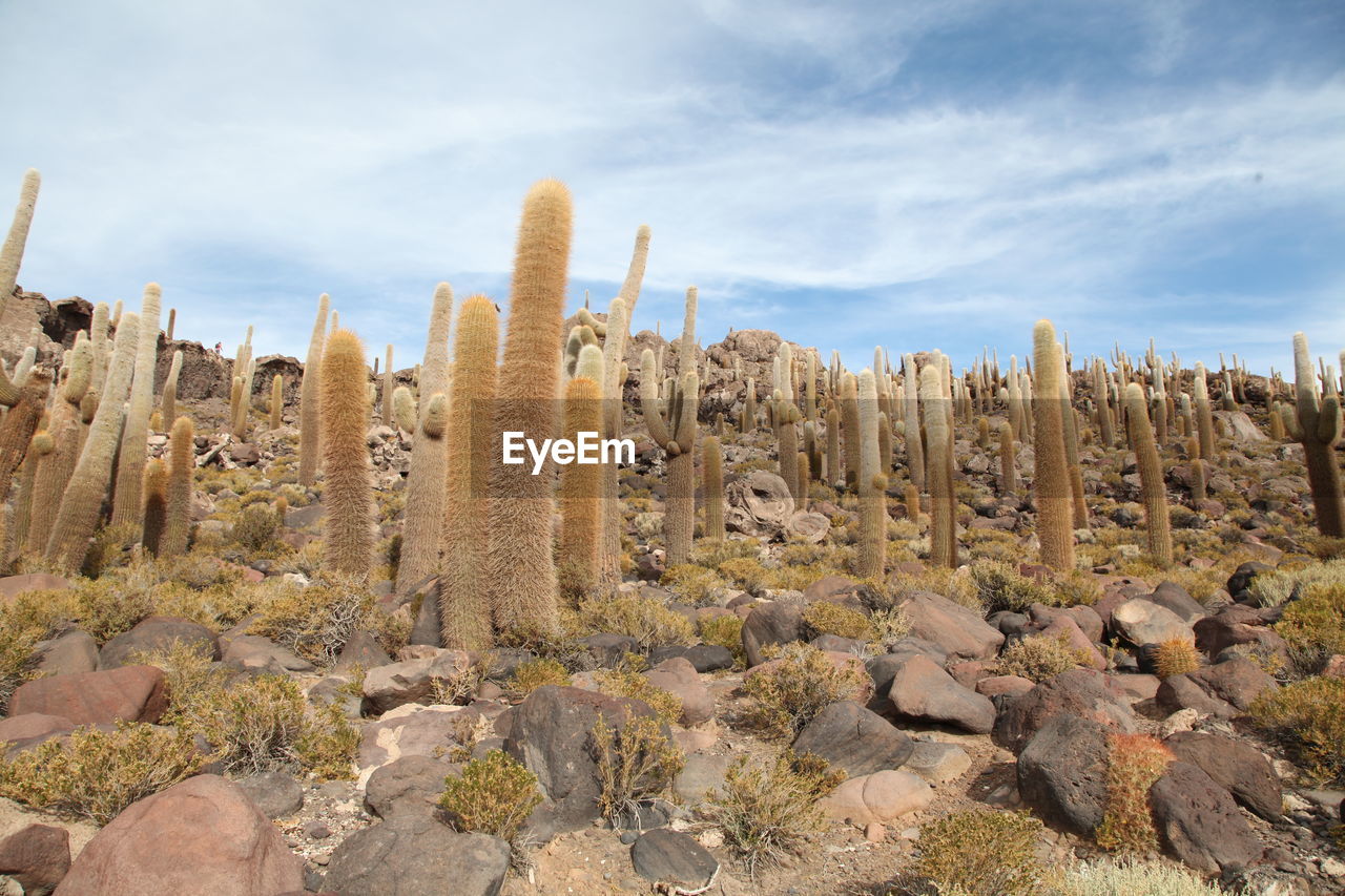 Saguaro cactus in desert