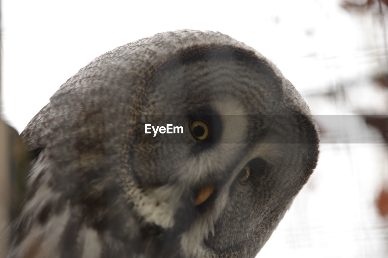 Close-up portrait of owl