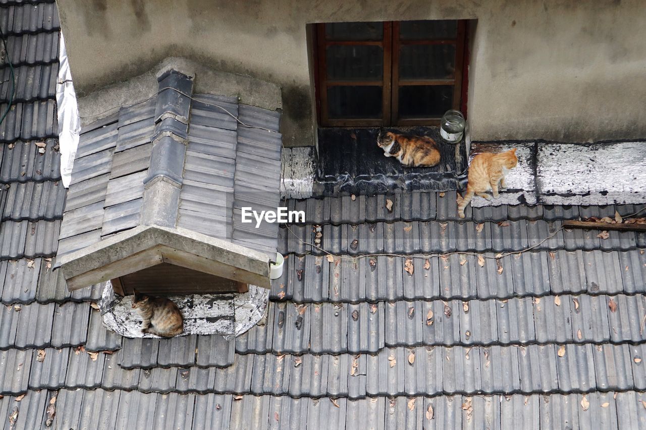 CAT STANDING ON BUILDING