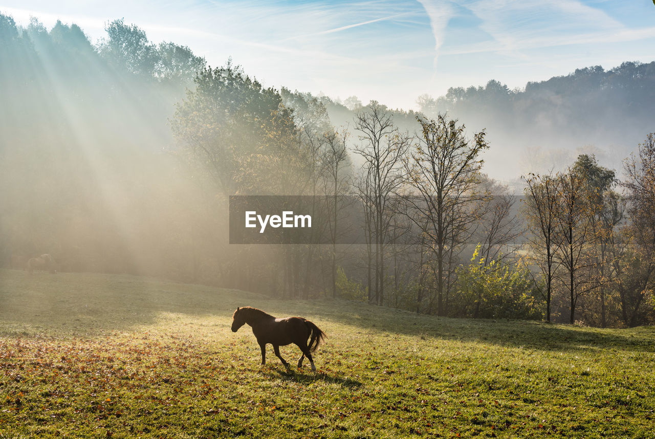 Horse standing on grassy field against sky