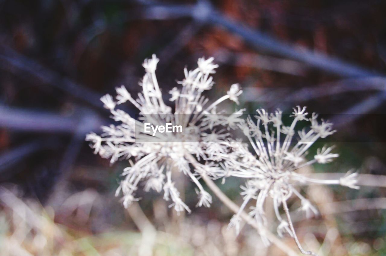 CLOSE-UP OF WHITE FLOWERS AGAINST BLURRED BACKGROUND