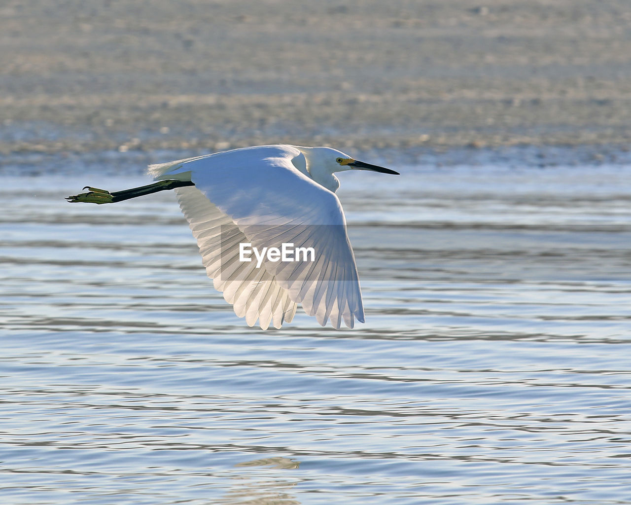 Bird flying over lake