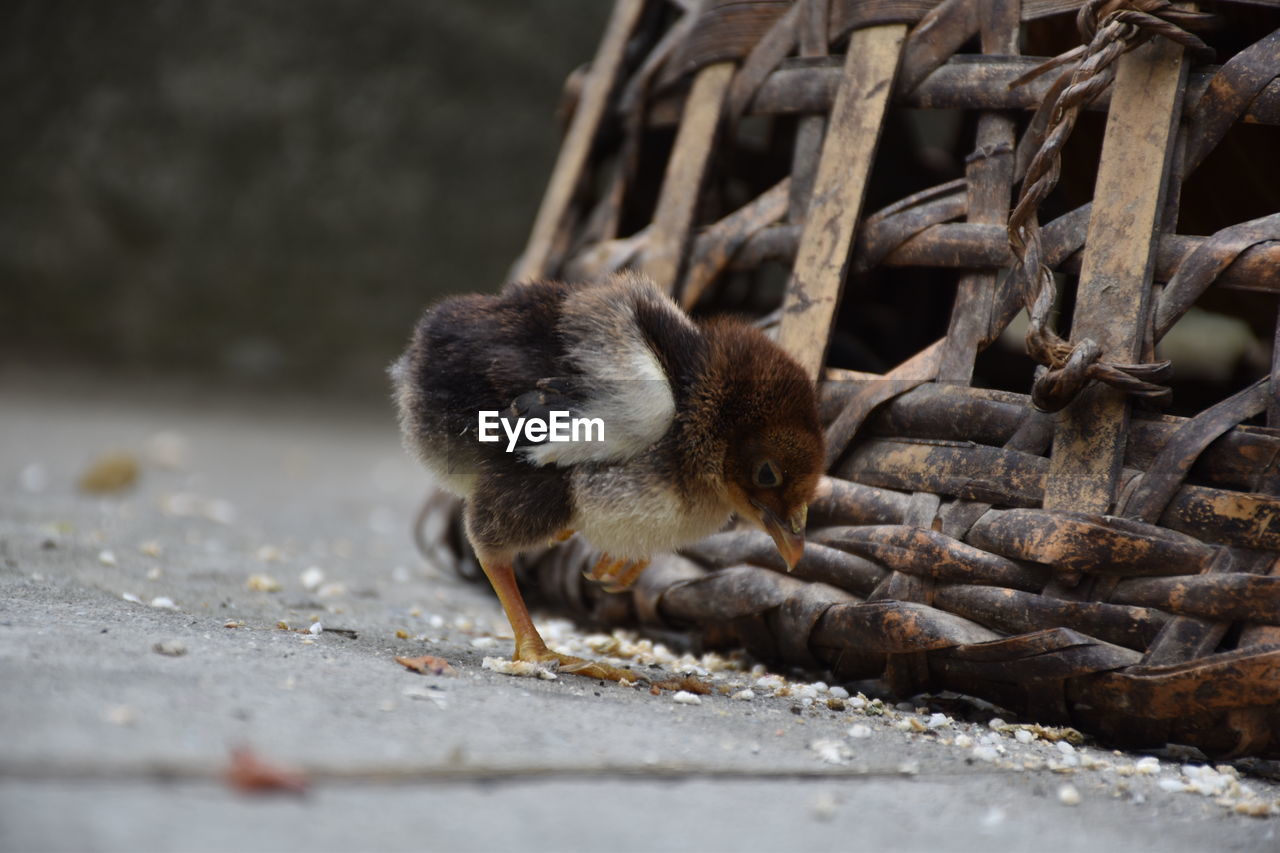 Close-up of bird yoga chick