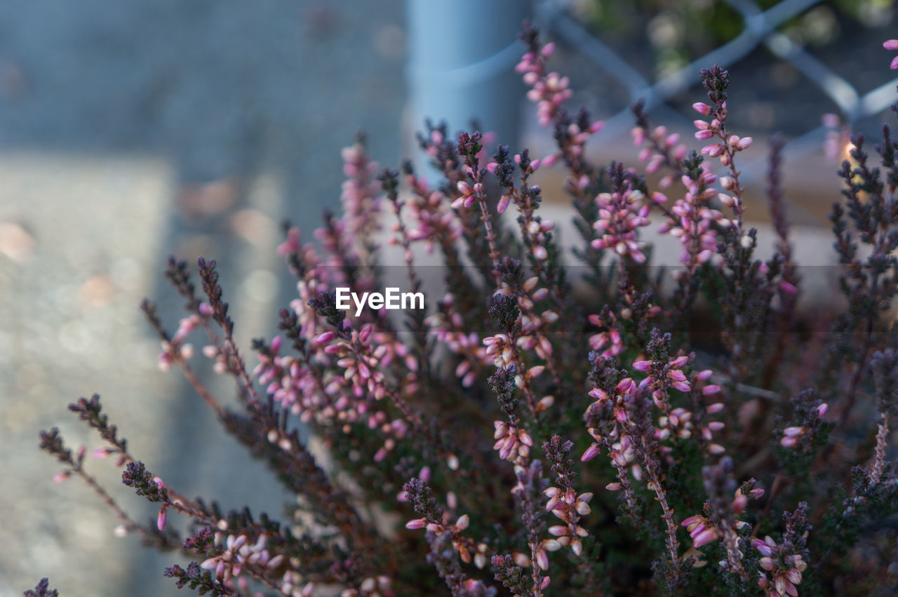 Clusters of small pink flower buds shot close up on deep green spike branches in spring