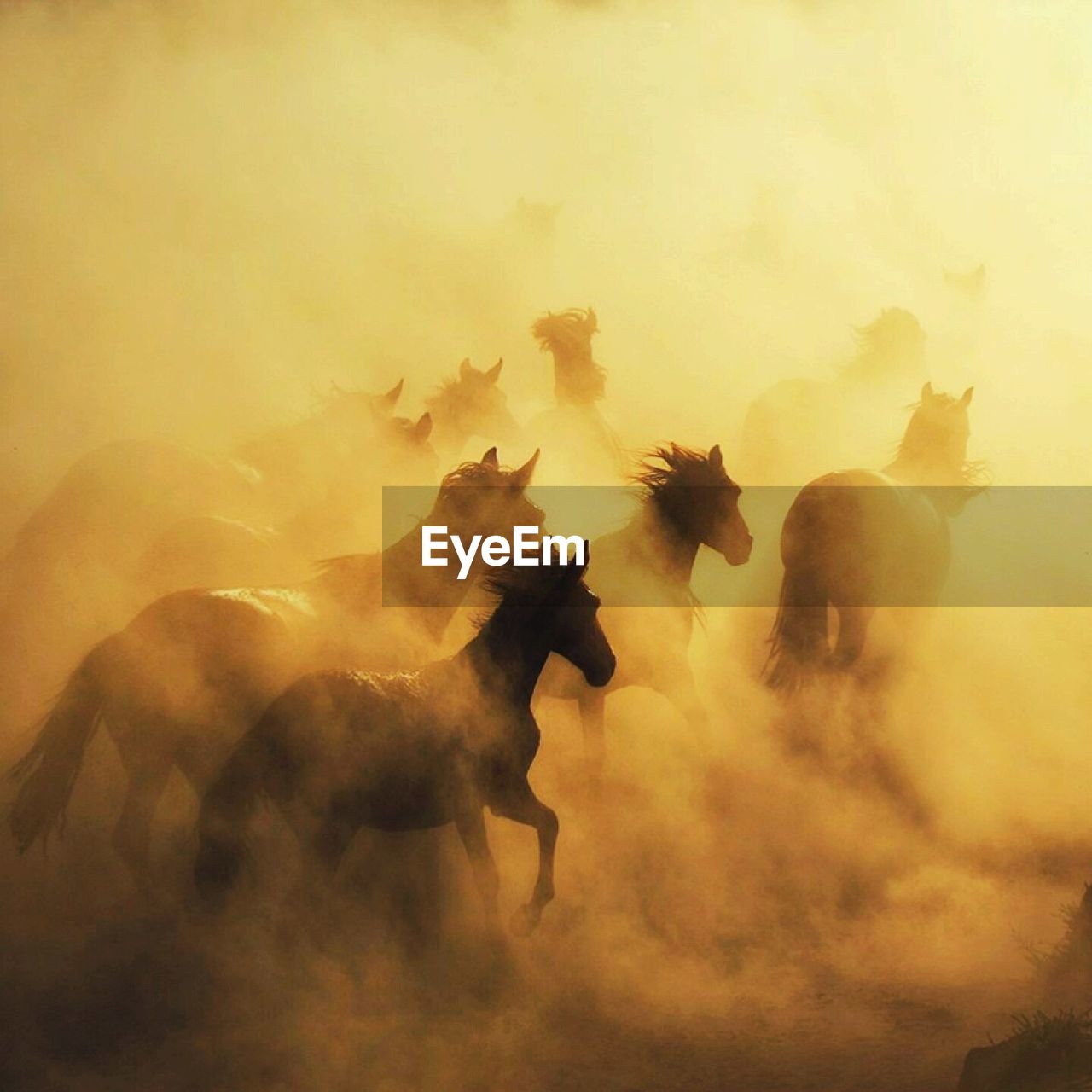 Silhouette horses running on dusty field during sunset