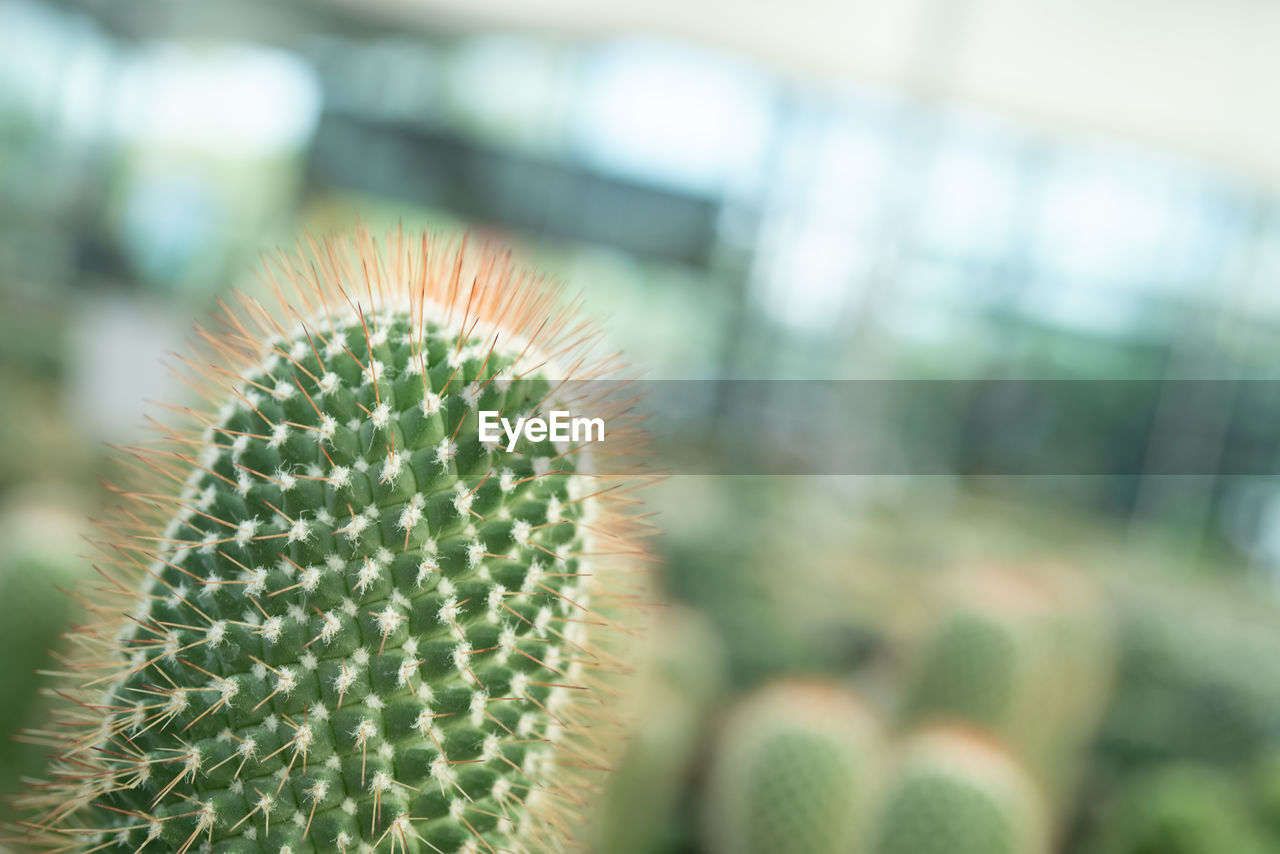 cactus, thorn, succulent plant, plant, green, growth, nature, spiked, no people, sharp, close-up, plant stem, beauty in nature, flower, focus on foreground, day, outdoors, barrel cactus, sign, communication, thorns, spines, and prickles, botany, warning sign