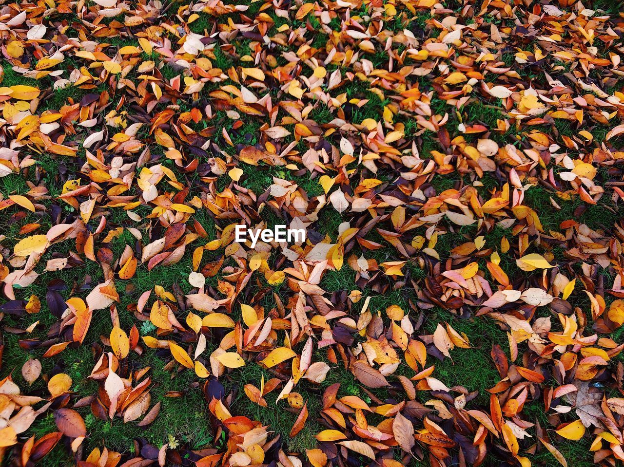 High angle view of maple colorful leaves on autumn field