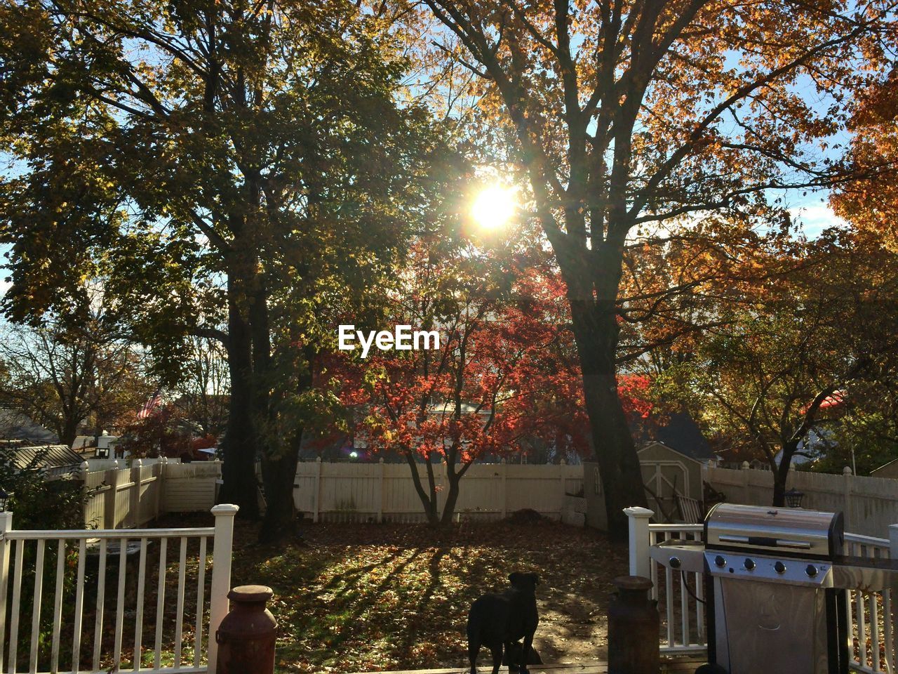 VIEW OF CAT AGAINST TREES