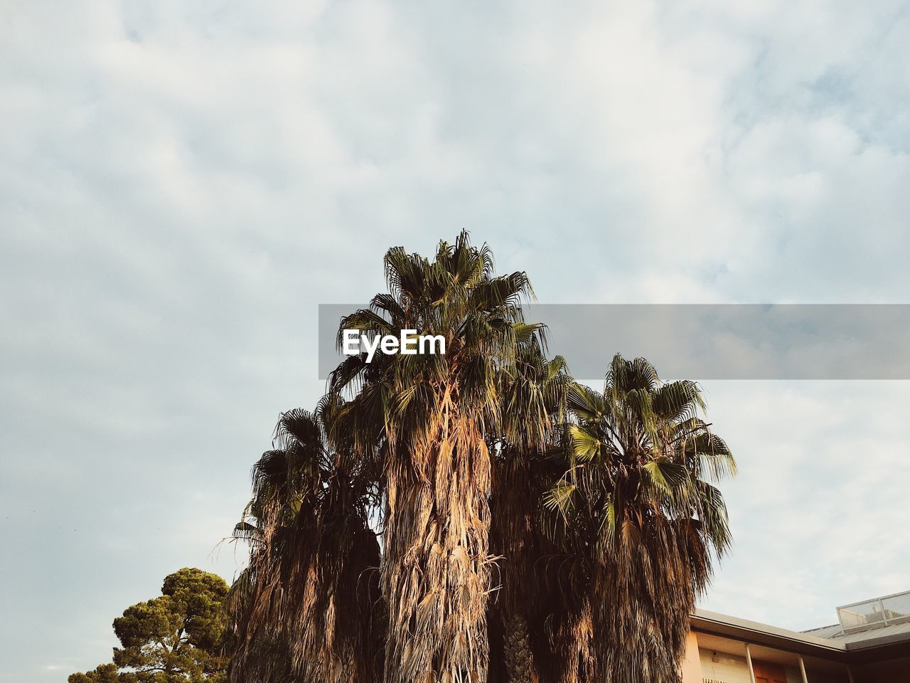 LOW ANGLE VIEW OF PALM TREE AGAINST CLOUDY SKY