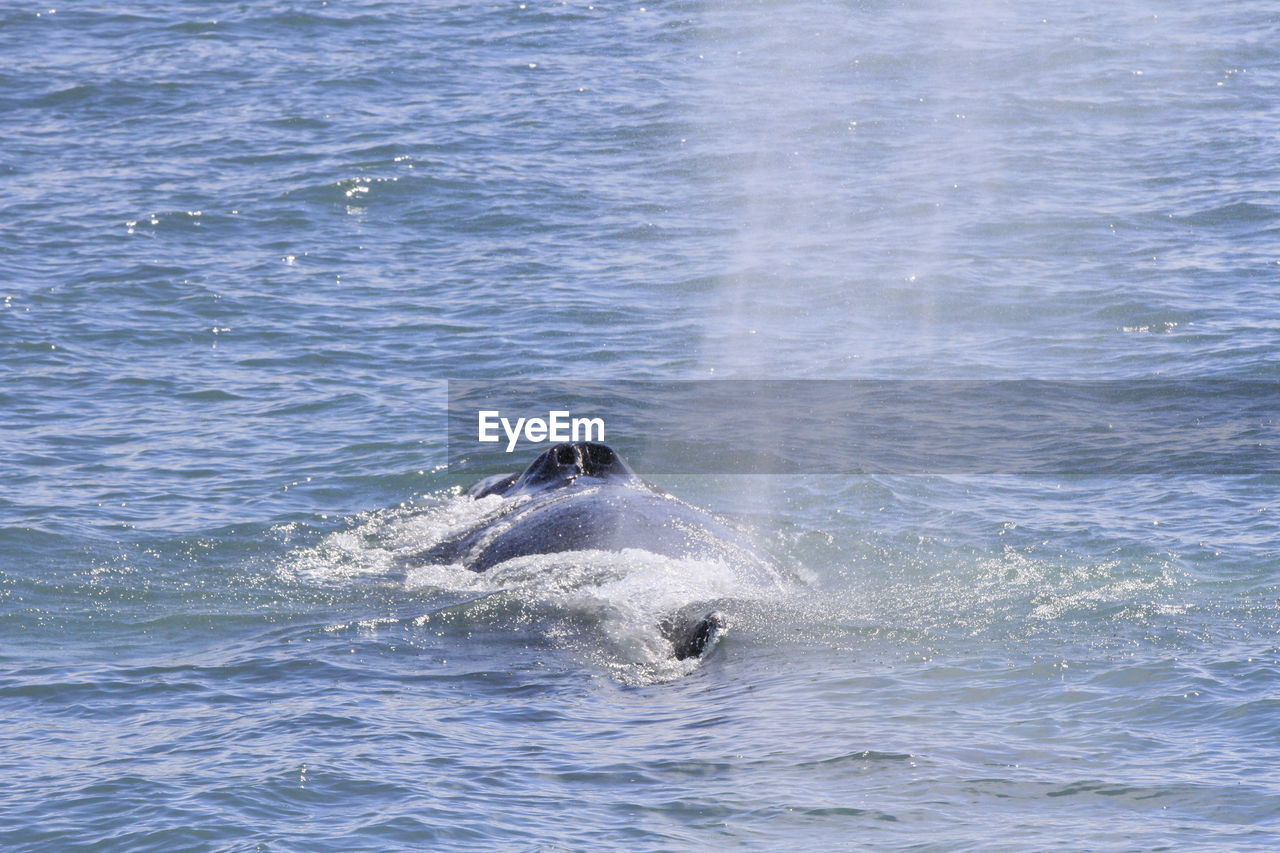 Aquatic mammal swimming in sea