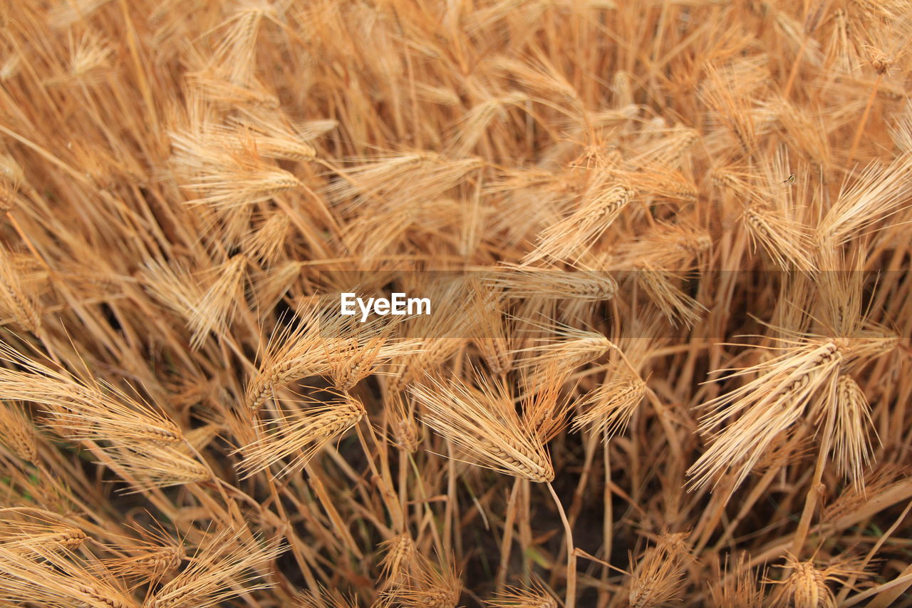 Full frame shot of wheat field