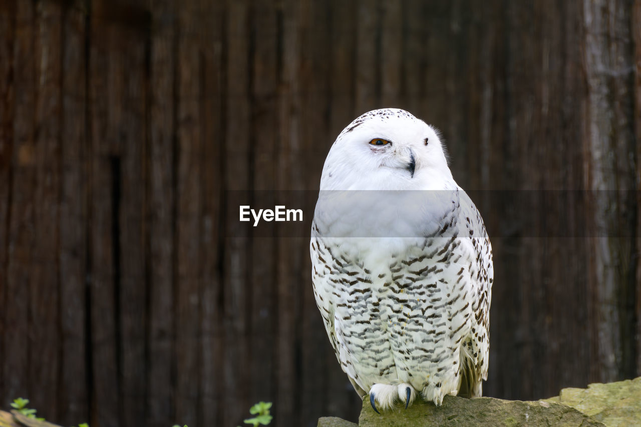 close-up of owl perching on wood