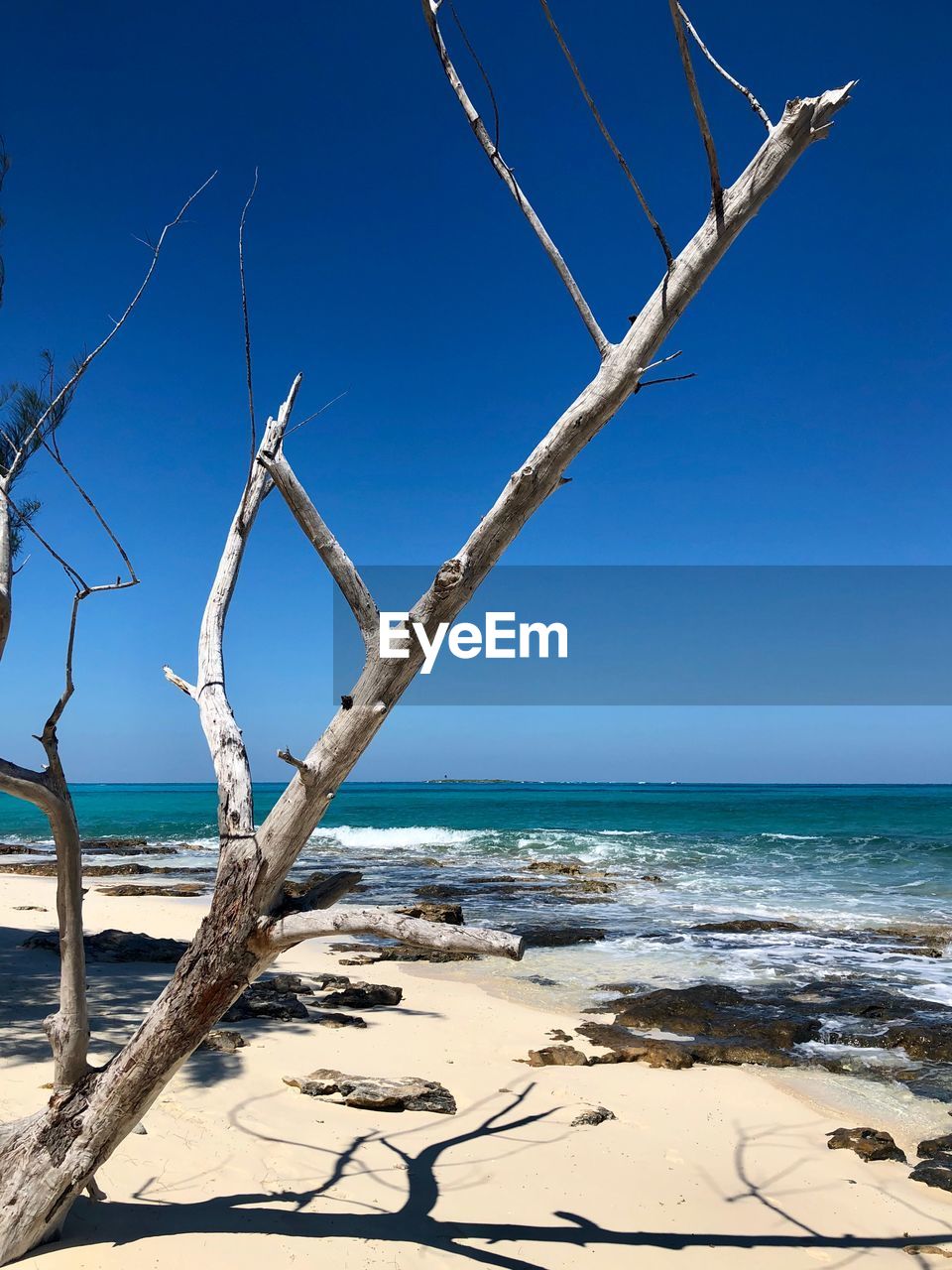 Driftwood on beach against clear blue sky