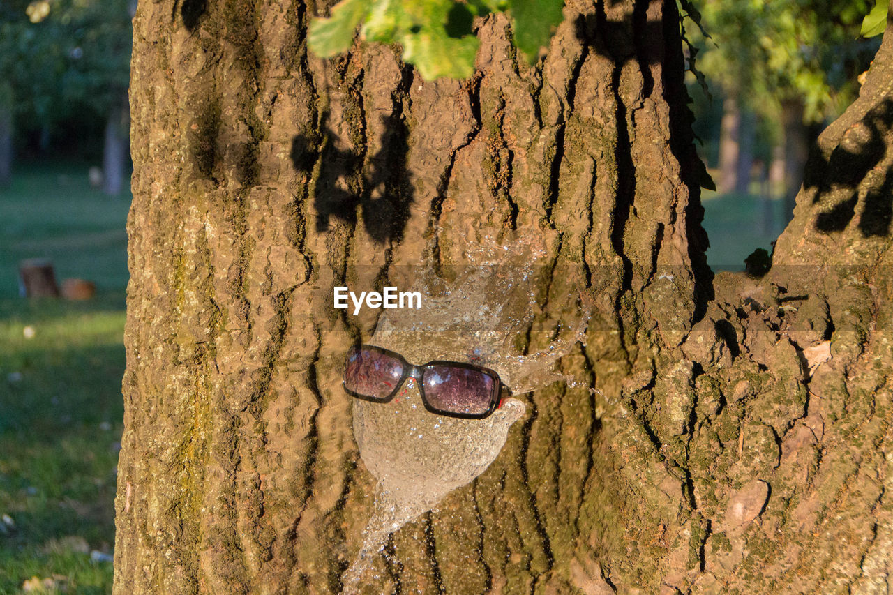 CLOSE-UP OF DEAD TREE TRUNK IN WATER