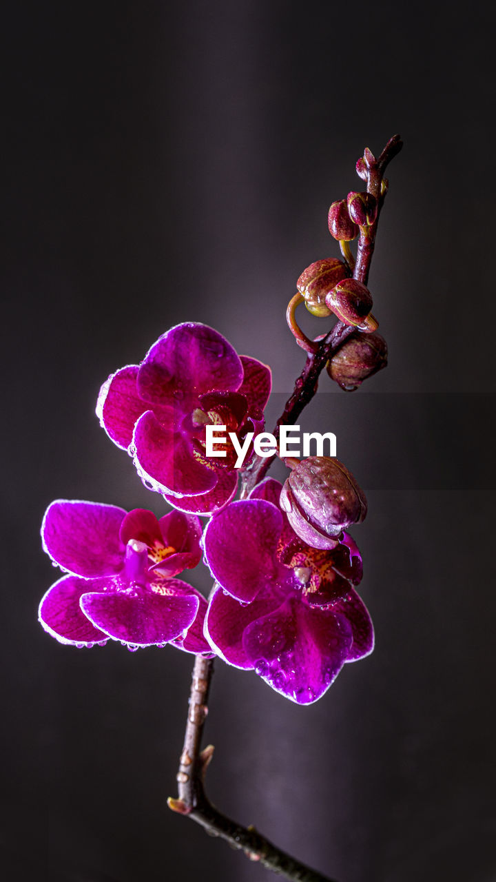 Close-up of pink orchid flower against black background