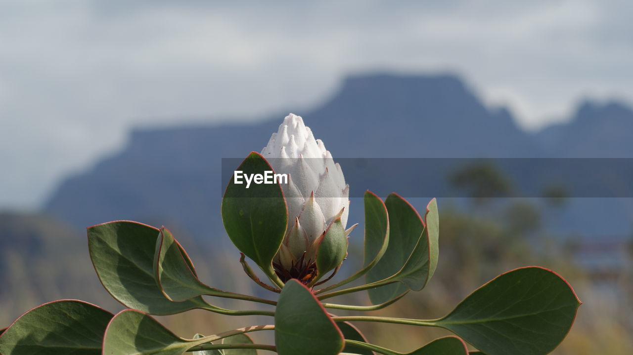 Close-up of flowering plant against sky