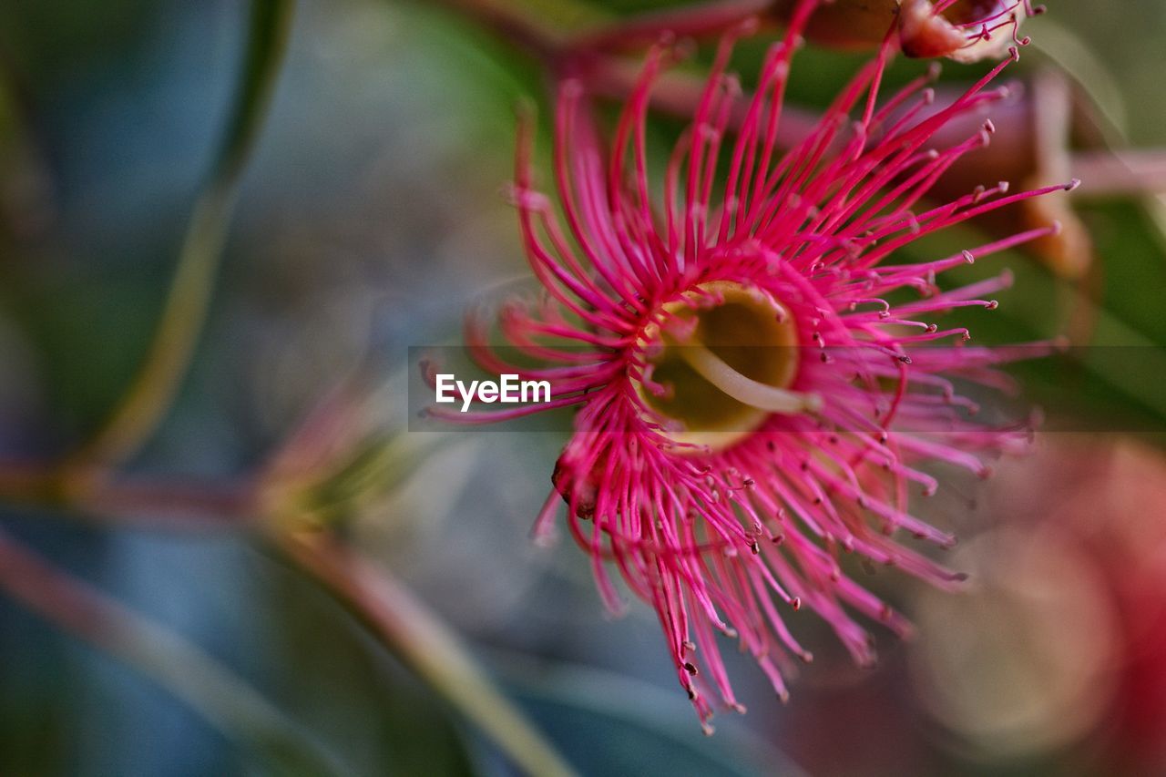 Close-up of red flower blooming outdoors