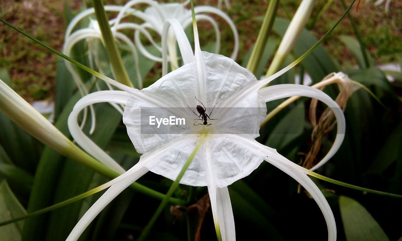 Close-up of ant on blooming spider lily outdoors