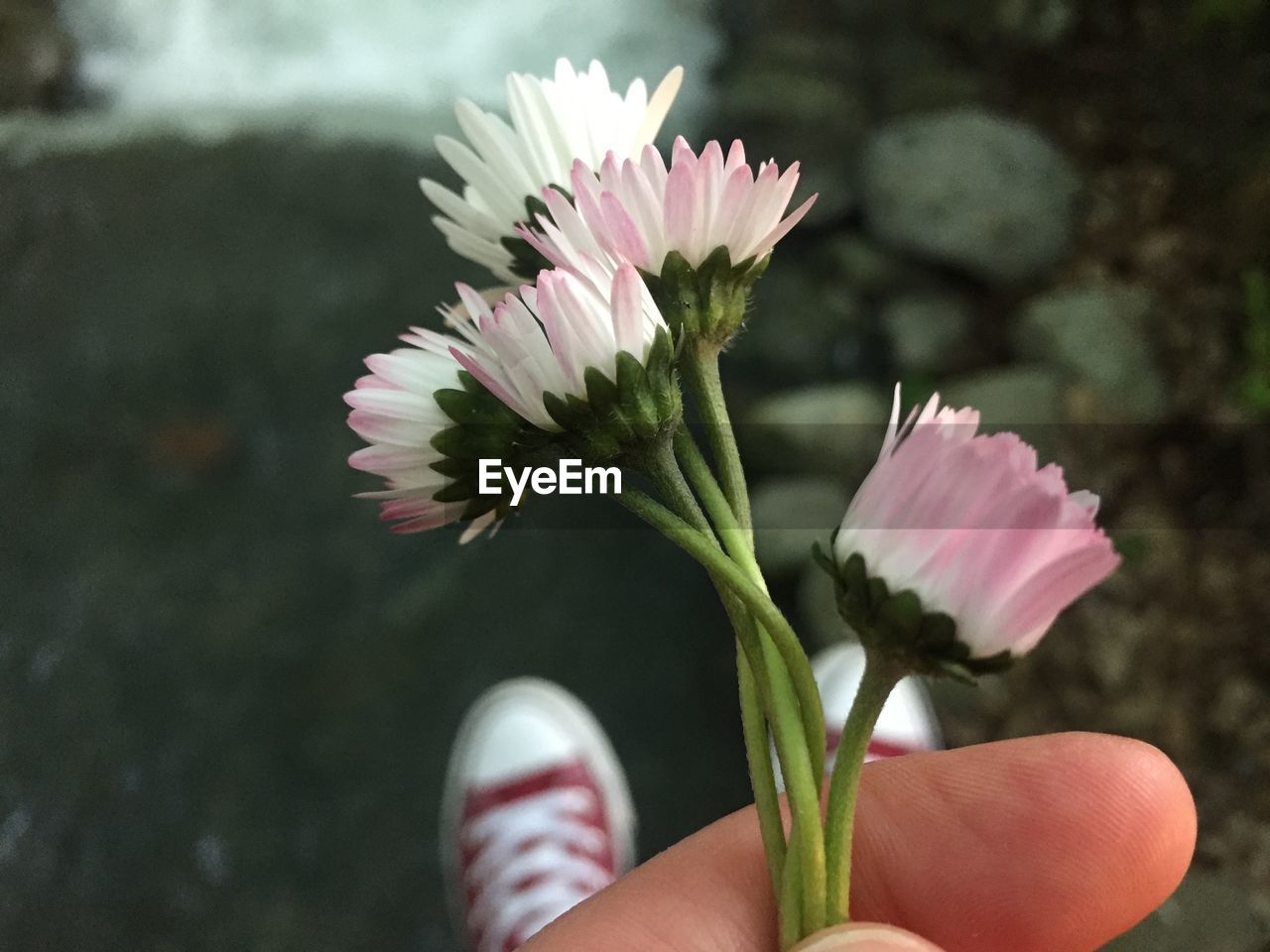 Close-up of hand holding pink flowers