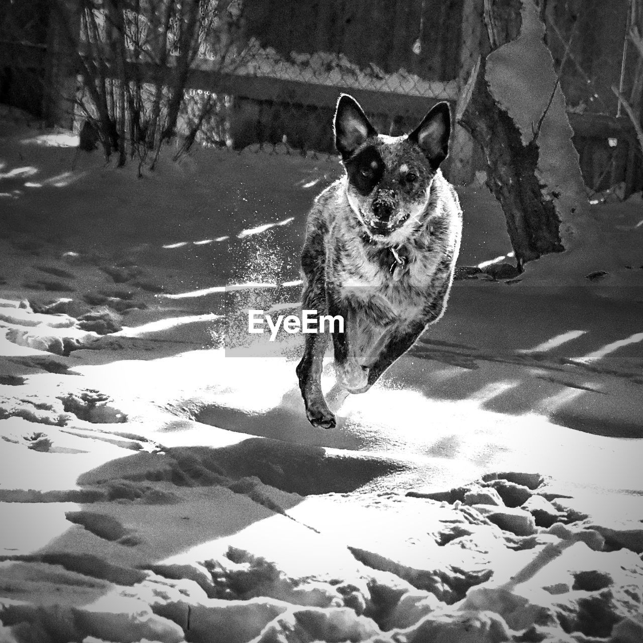 Blue heeler playing in the snow
