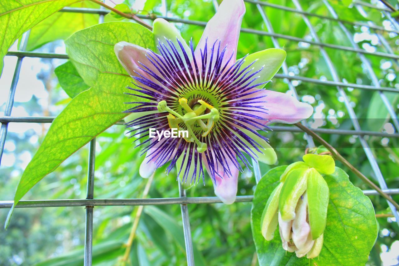CLOSE-UP OF PURPLE FLOWER IN BLOOM