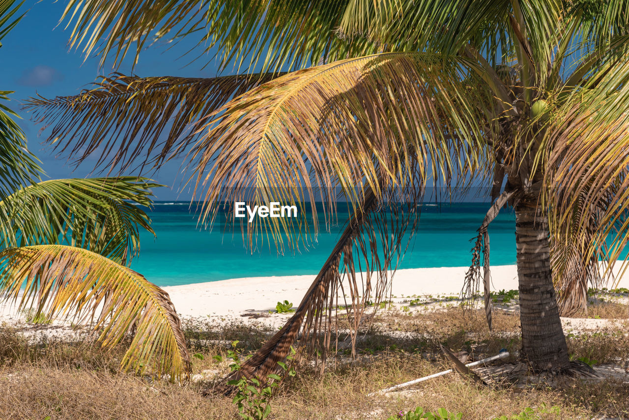 PALM TREES ON BEACH AGAINST BLUE SKY