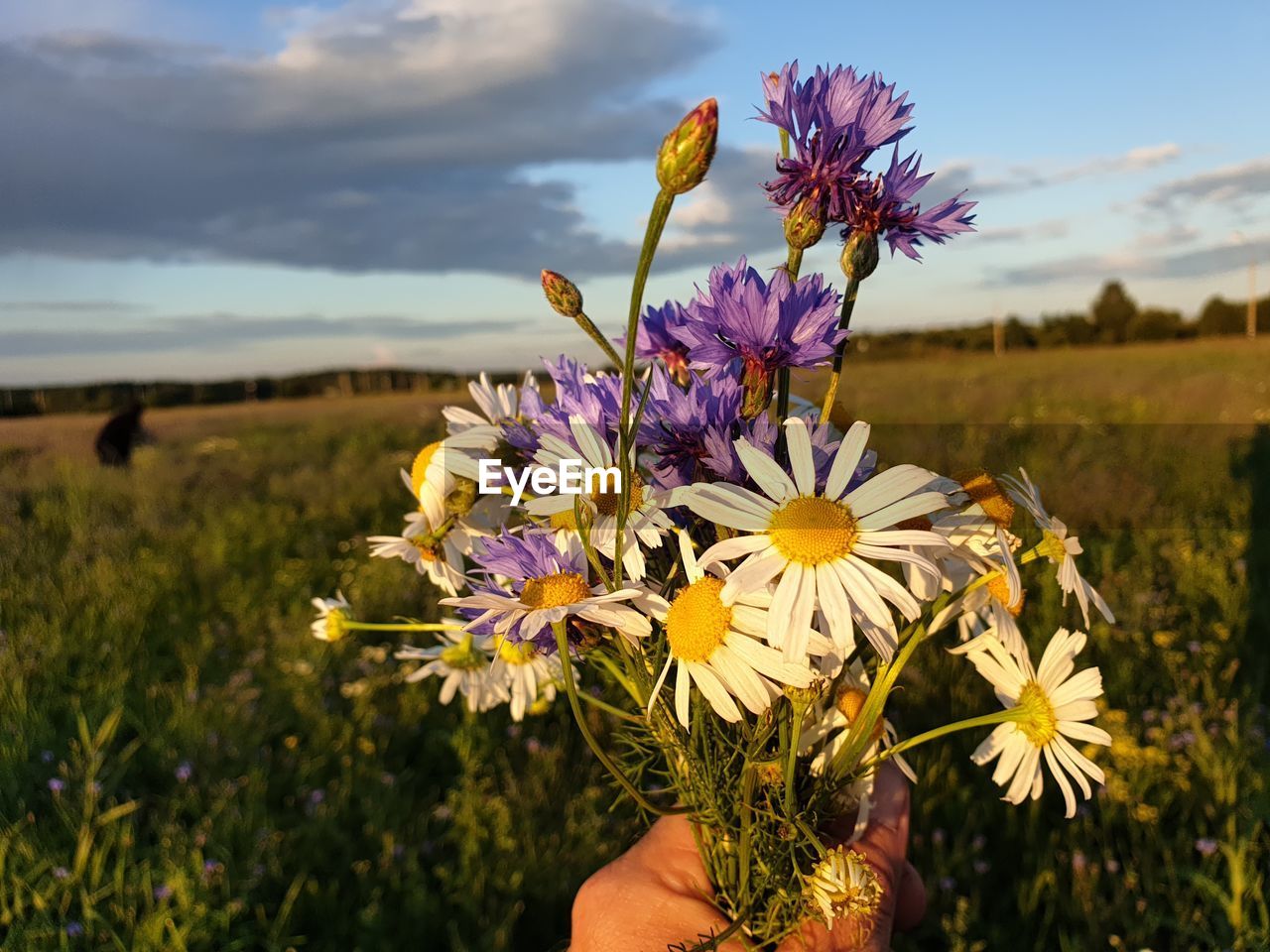 CLOSE-UP OF HAND HOLDING PURPLE FLOWERING PLANT