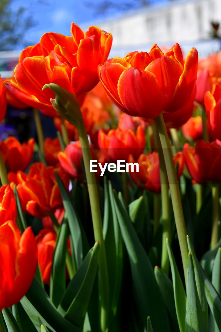 CLOSE-UP OF RED FLOWERS BLOOMING