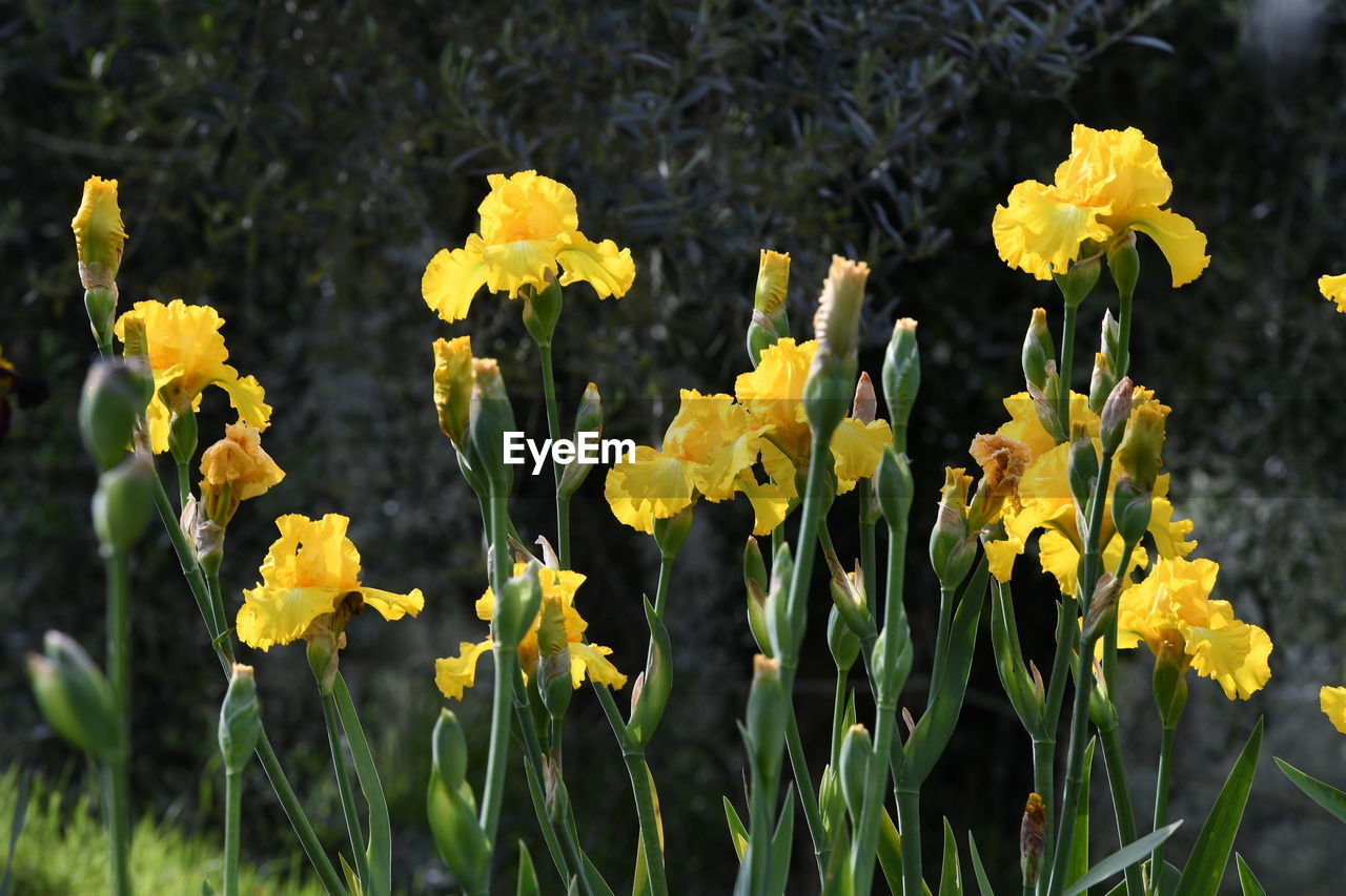 CLOSE-UP OF YELLOW FLOWERING PLANTS