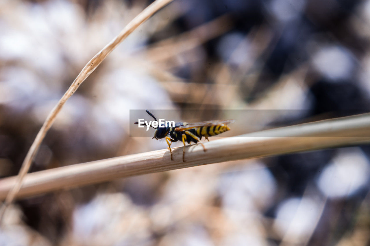 animal themes, animal wildlife, animal, insect, wildlife, one animal, close-up, macro photography, nature, animal wing, no people, animal body part, branch, beauty in nature, outdoors, dragonfly, focus on foreground, wasp, pest, macro, day, plant, leaf, flower