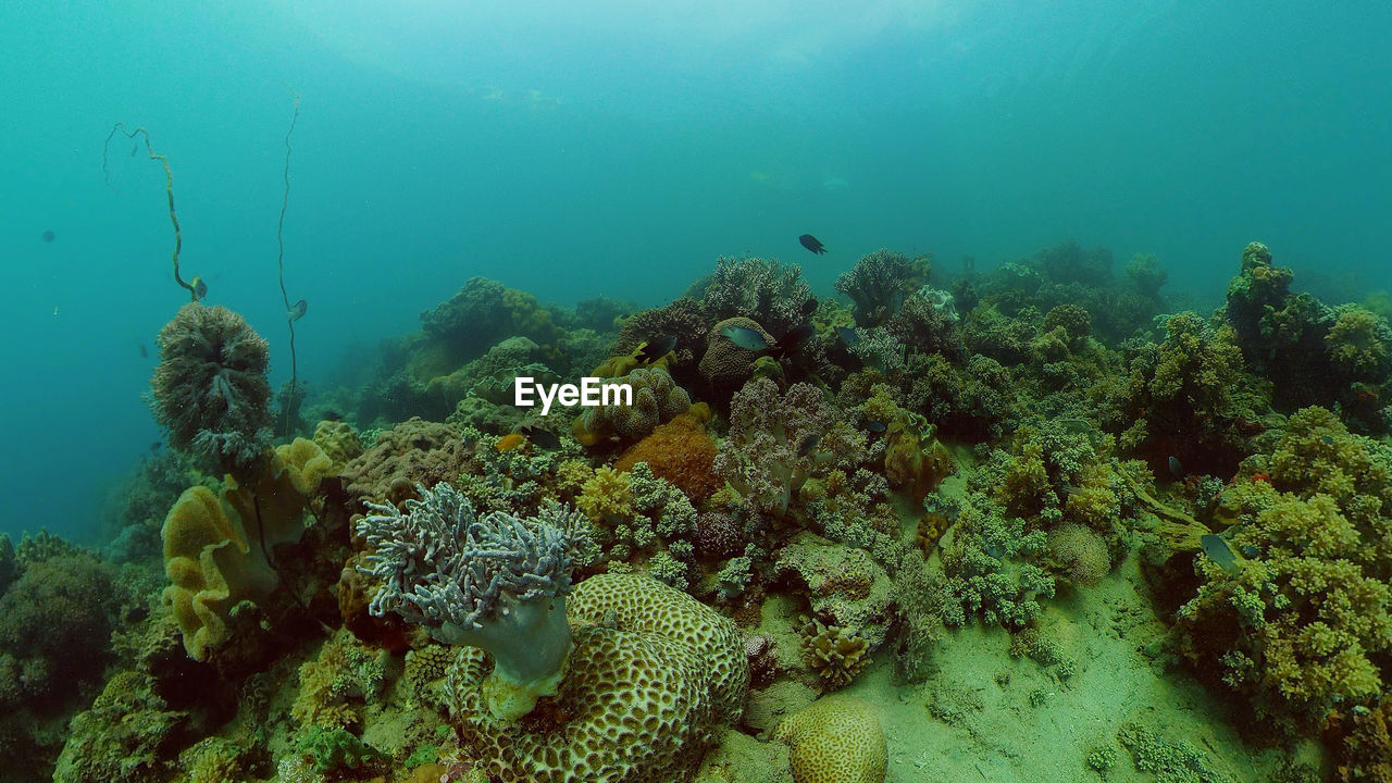 Underwater scene coral reef. hard and soft corals, underwater landscape.