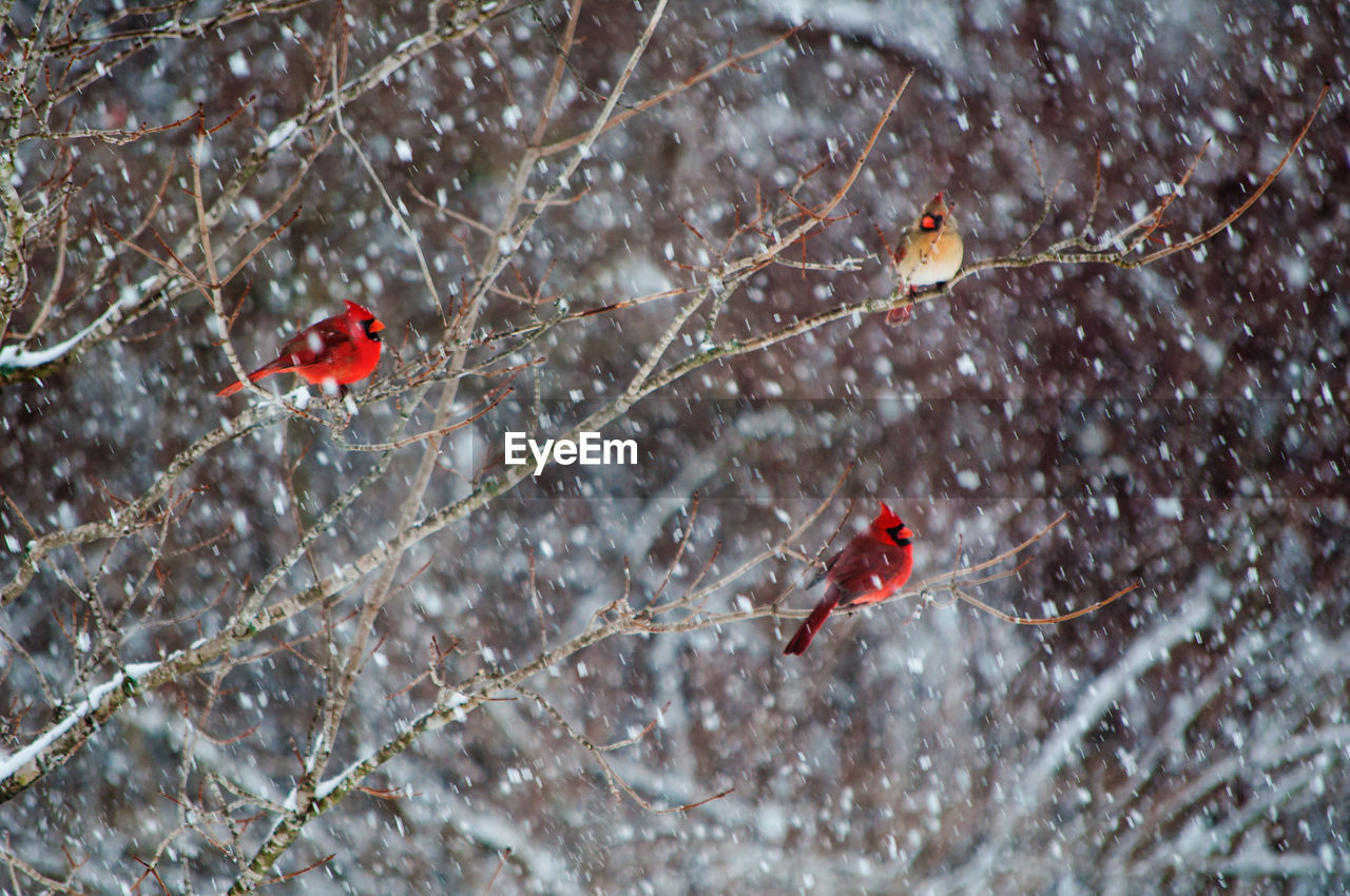 Close-up of cardinals in a tree in the snow