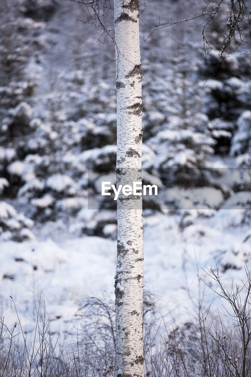 CLOSE-UP OF SNOW COVERED TREE TRUNK