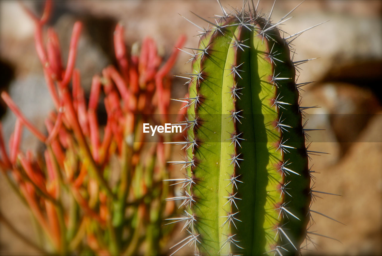 Close-up of succulent plant