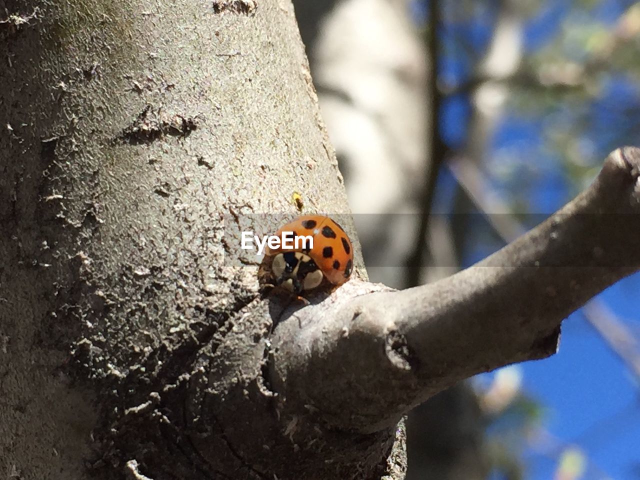 LADYBUG ON A TREE