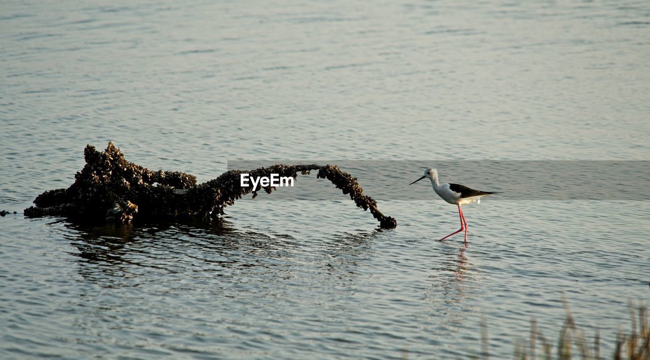 Birds in a lake