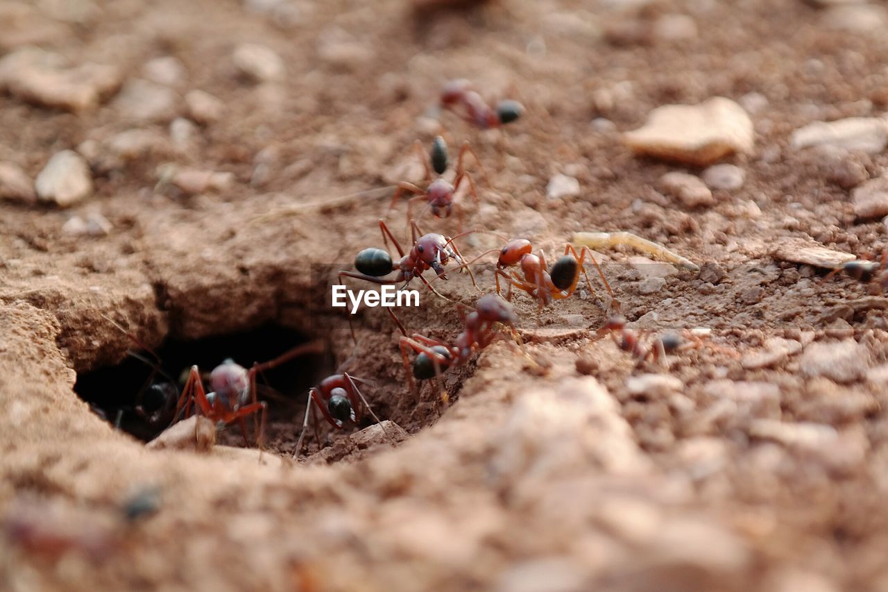 Close-up of ants on field