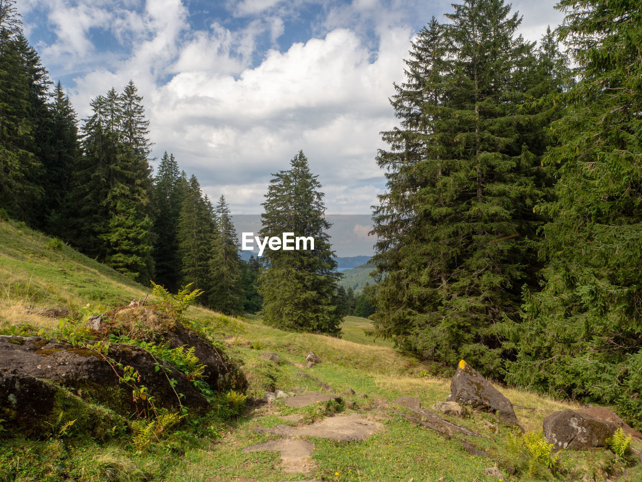 Panoramic view of road amidst trees against sky