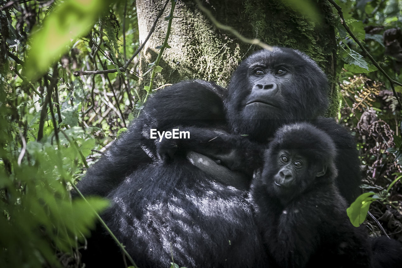 Silverback gorilla  with baby in a forest