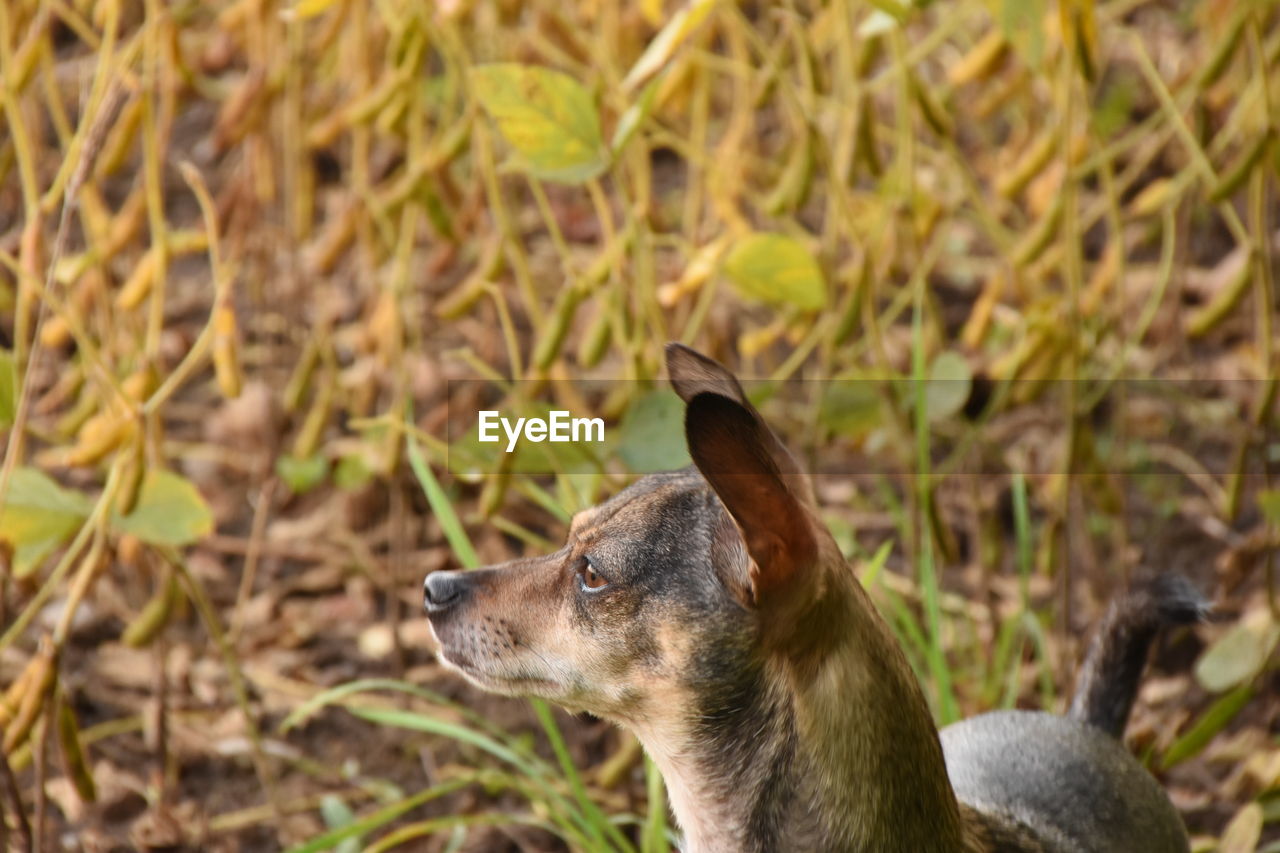 DOG ON FIELD