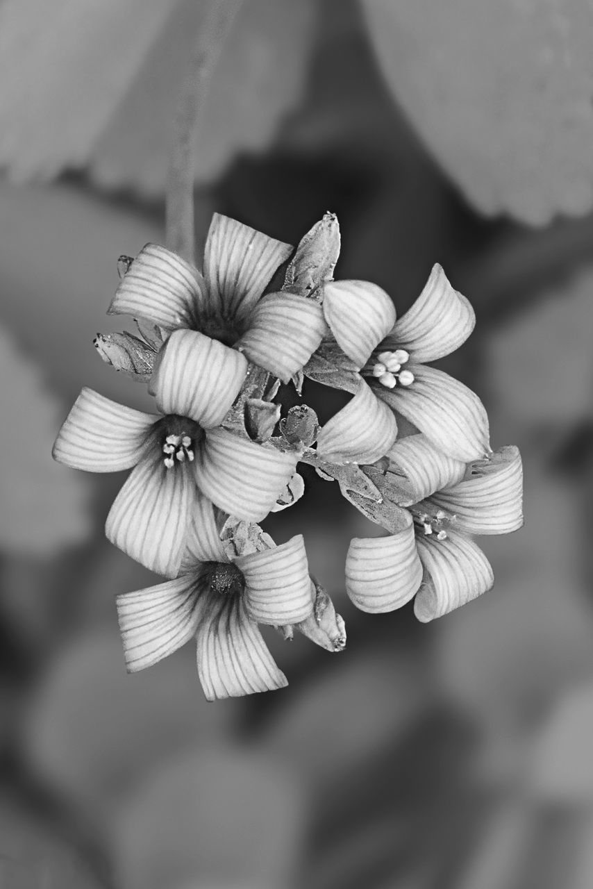 black and white, white, close-up, flower, monochrome photography, plant, flowering plant, petal, macro photography, beauty in nature, freshness, focus on foreground, blossom, monochrome, leaf, nature, flower head, no people, fragility, inflorescence, outdoors, growth, spring