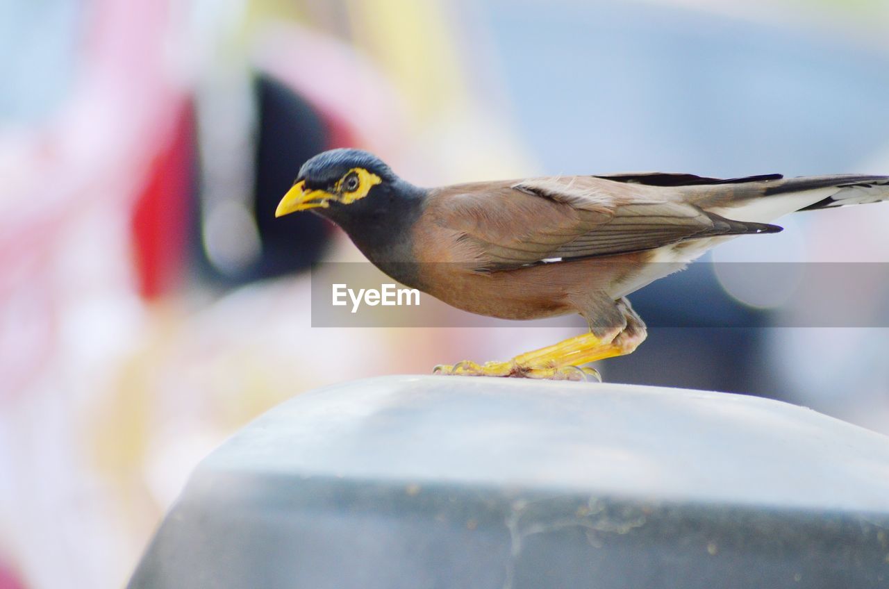 CLOSE-UP OF BIRD PERCHING ON WOOD