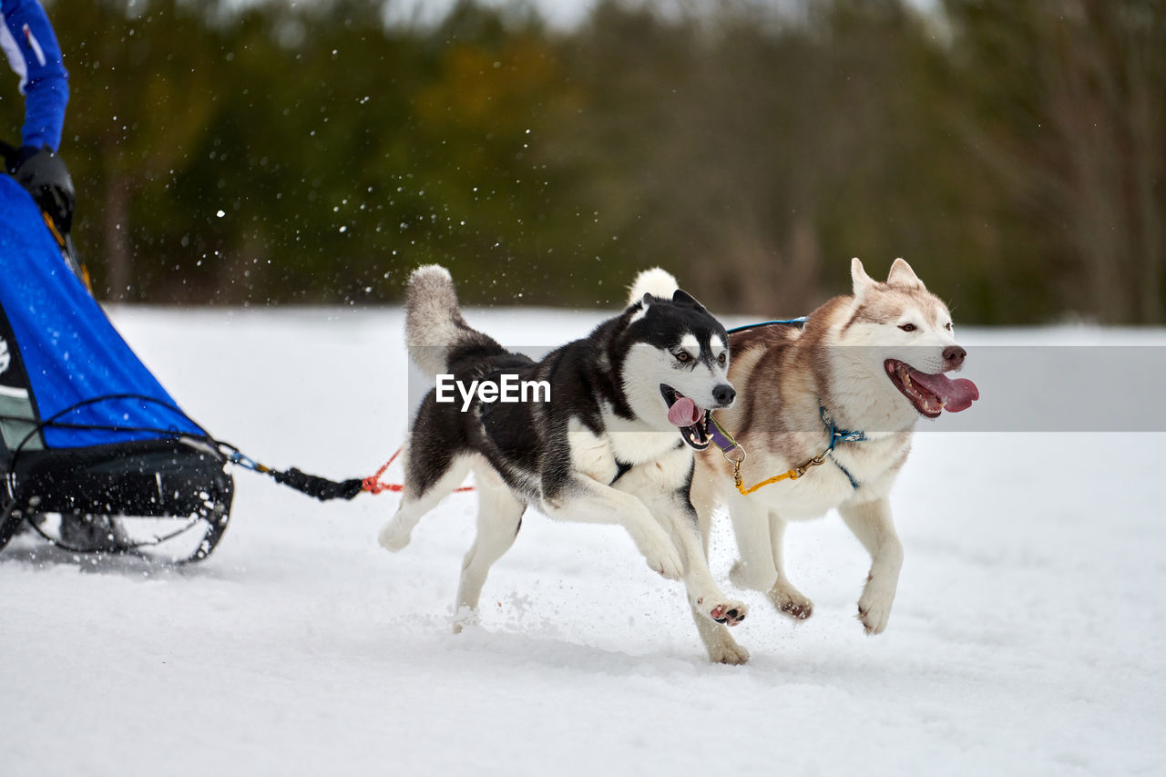 Running husky dog on sled dog racing. winter dog sport sled team competition. siberian husky dogs