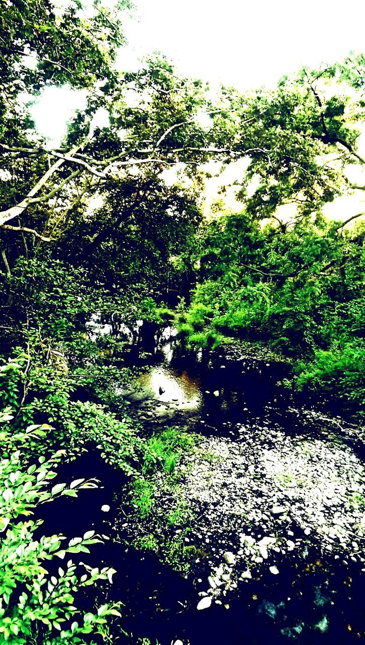 TREES GROWING IN WATER