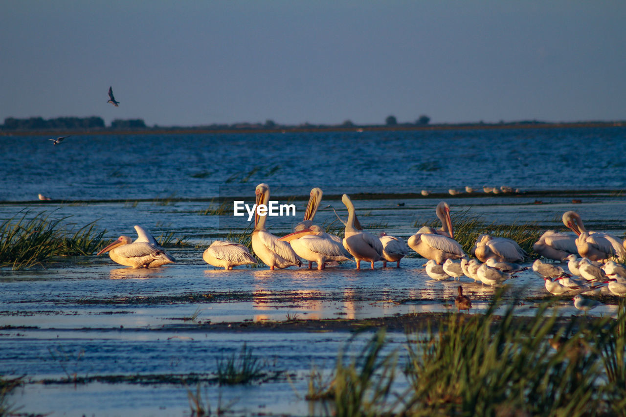 BIRDS ON LAKE AGAINST SKY