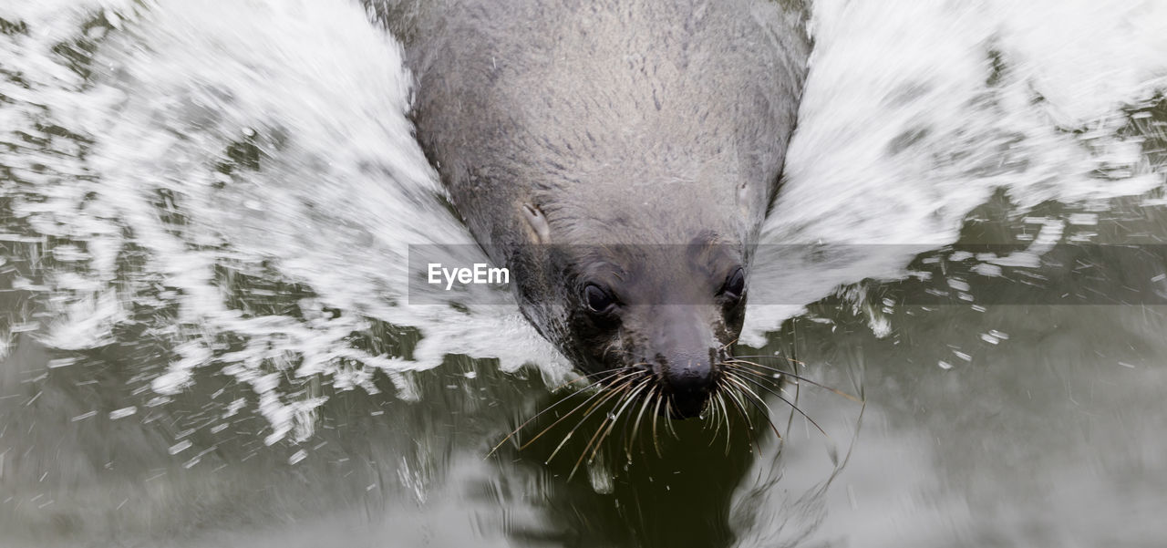 A swimming seal following a boat begging for fish near walvisbaai, a coastal town in namibia