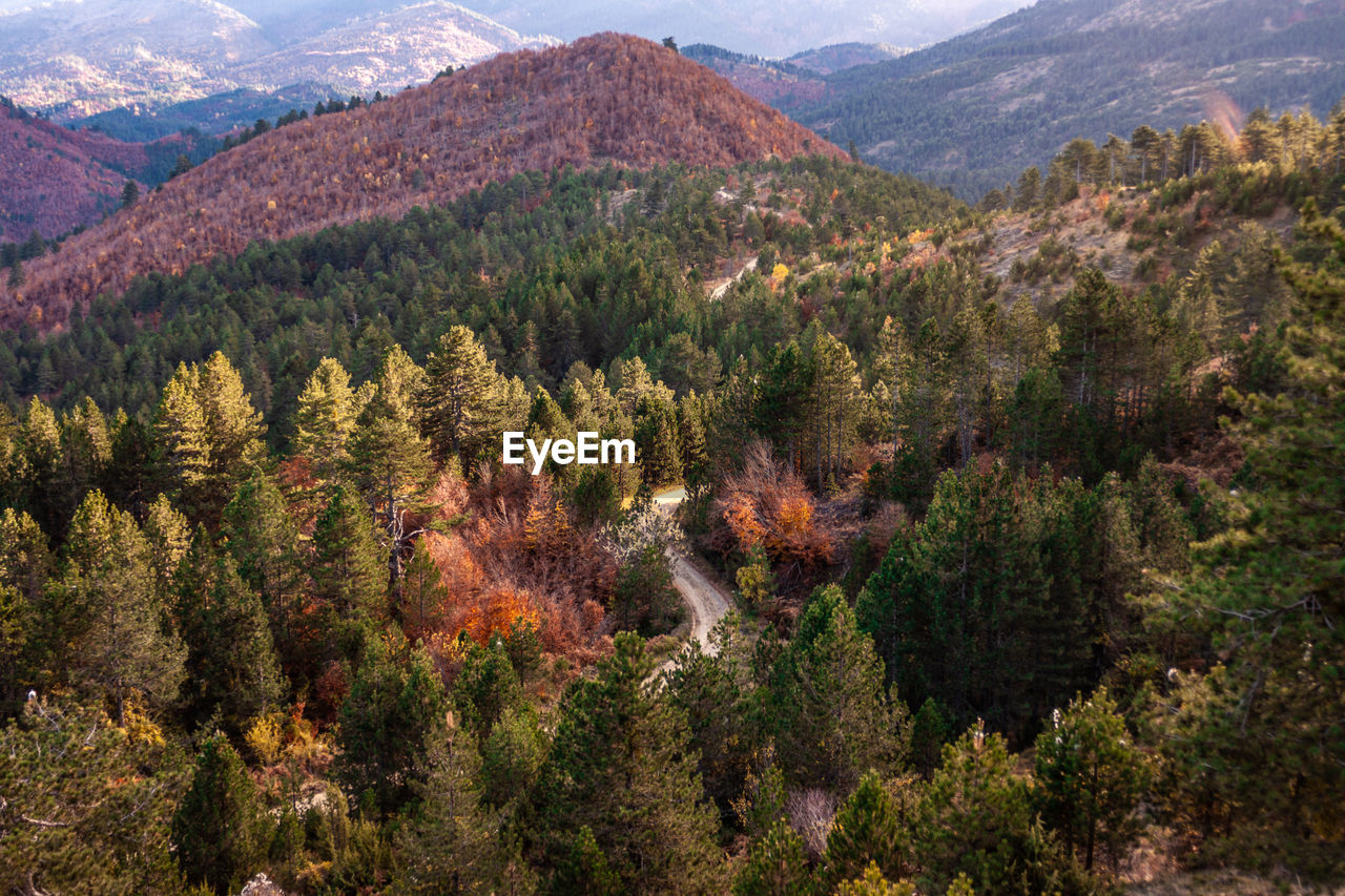 Pine trees in forest during autumn