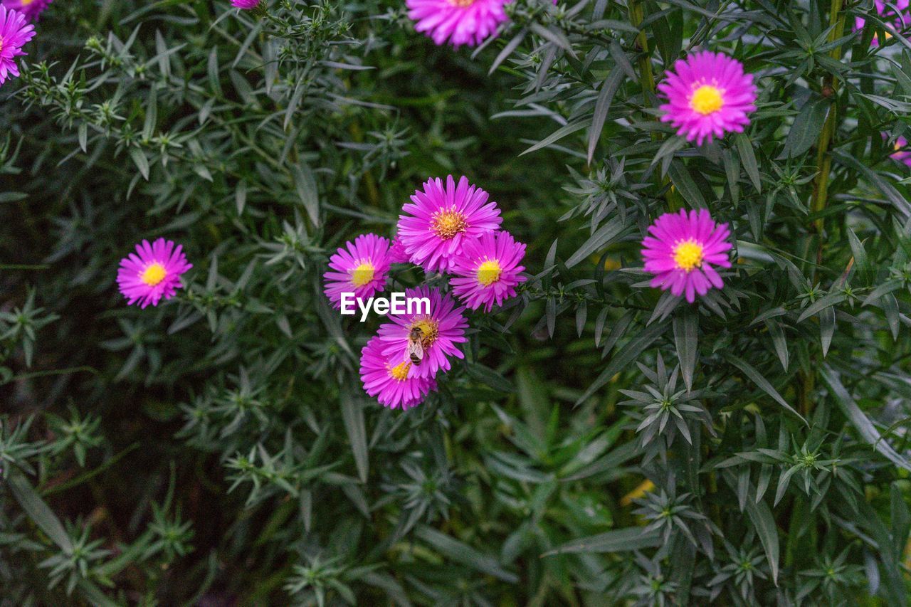HIGH ANGLE VIEW OF PINK FLOWERS ON LAND