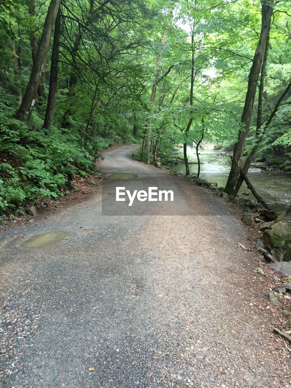 Road passing through forest