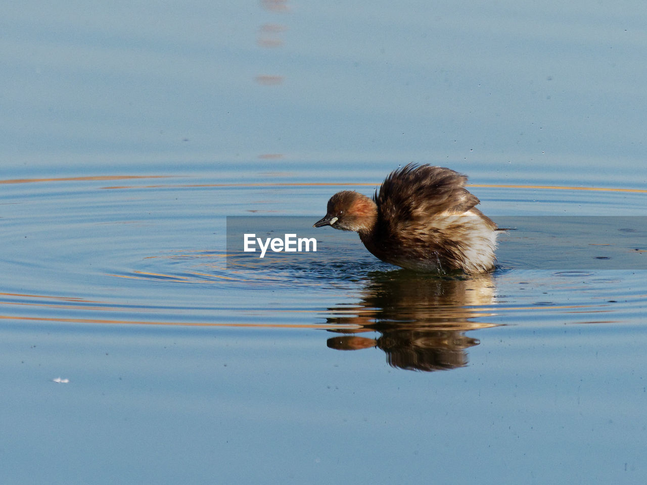 BIRD SWIMMING IN LAKE